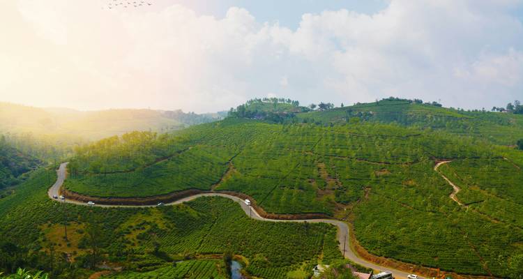 Rolling green tea plantations with winding road in soft morning light.