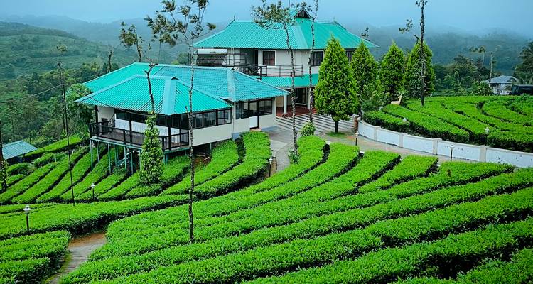 Tea estate with green terraced bushes and blue-roofed cottages.