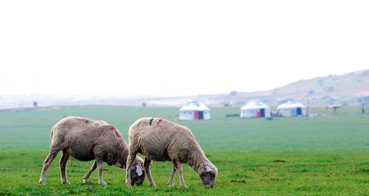Moutons broutant dans les prairies avec des yourtes en arrière-plan.