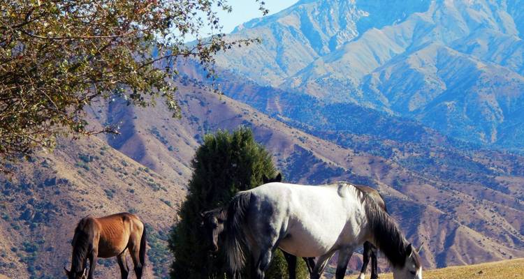 Caballos pastando en un paisaje montañoso.