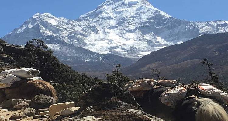 Mountain scene with yaks carrying loads, overlooking a snow-capped peak.