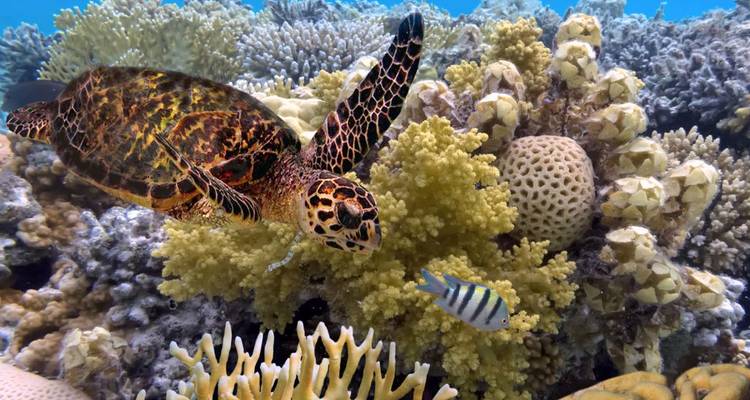 Underwater scene with a turtle and fish amongst coral.