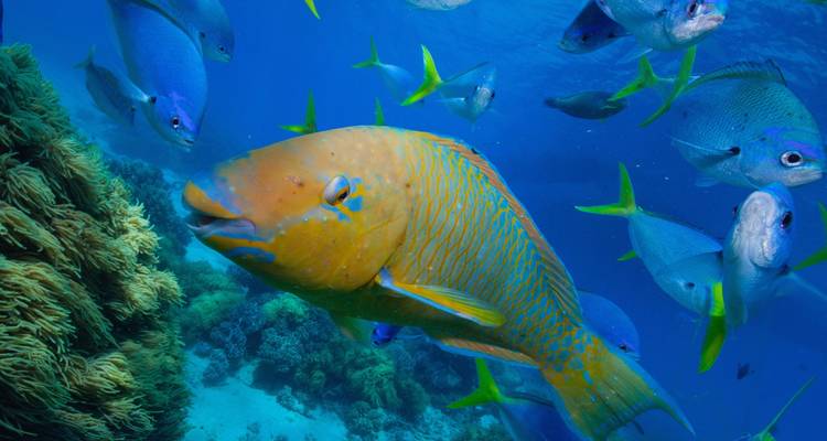 A vibrant underwater scene with colorful fish swimming near a coral reef.