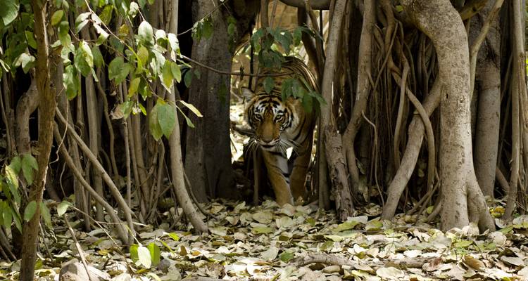 Tigre dans un environnement forestier