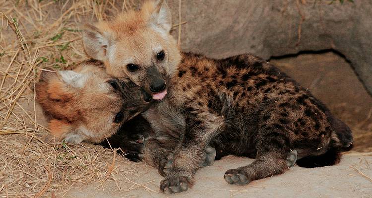 Two playful hyena pups in natural habitat