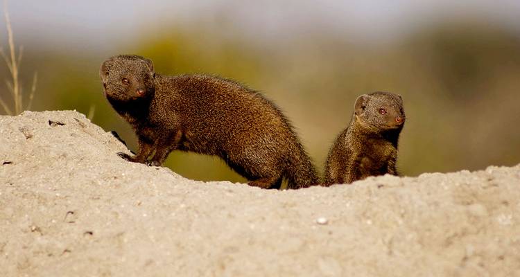 Two mongoose on a mound in the wild