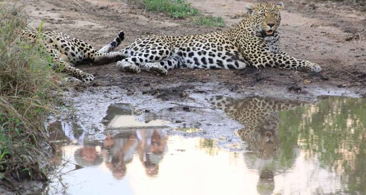 Leopards near water with people reflection
