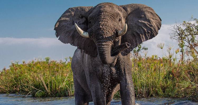 Closeup van een olifant in het water.