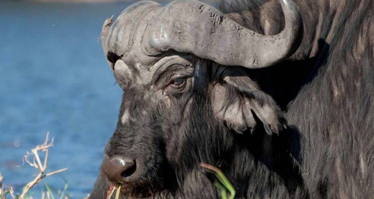 Afrikaanse buffel bij de waterkant.