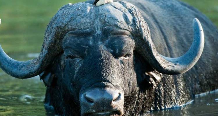 Buffel met vogels op zijn rug in het water.