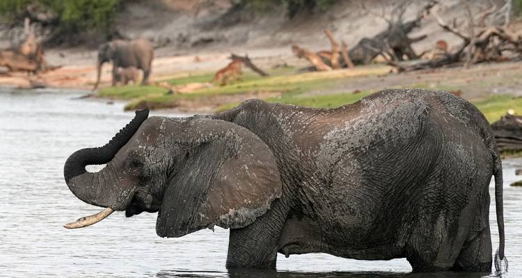 Olifant die door het water loopt.