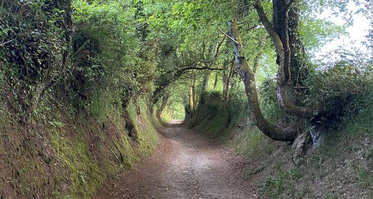 Dirt path through a lush green forest with overhanging trees.