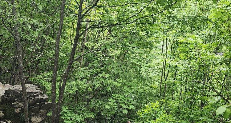 Bosque verde denso con sotobosque visible.