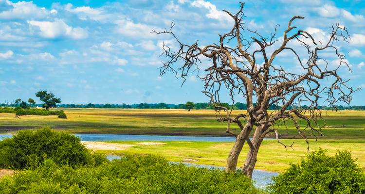 Sabana seca con árbol muerto retorcido, río serpenteante y nubes de cielo amplio en el Parque Nacional Chobe.