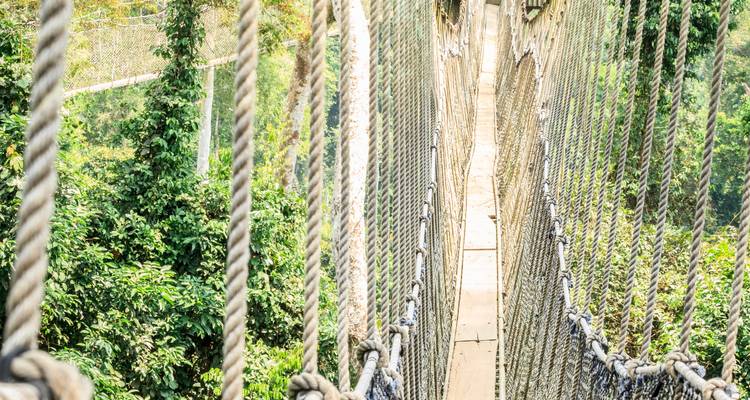 Puente colgante en medio de un exuberante paisaje forestal.
