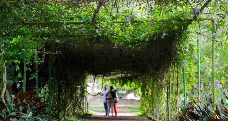 Personas caminando a través de un arco de jardín frondoso y verde.