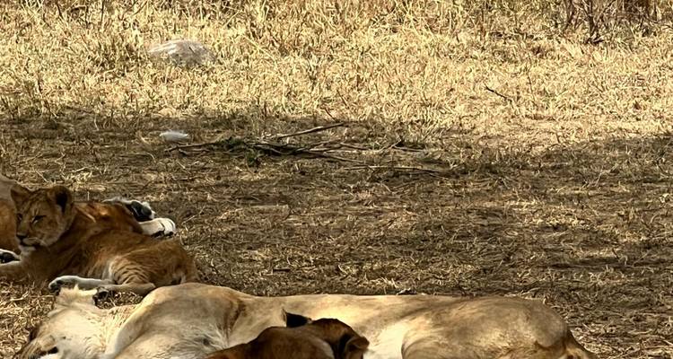 Lions lying down in the shade.