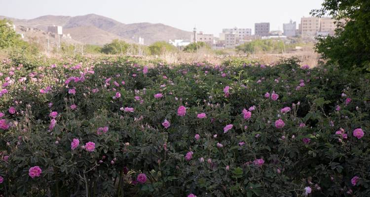 A field of pink flowers with a city in the background.
