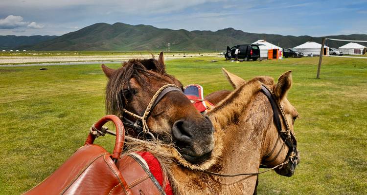 Dos caballos con sillas de montar parados en un campo de hierba con un fondo de montañas.