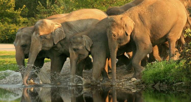 Groupe d'éléphants près d'un point d'eau dans un environnement naturel.