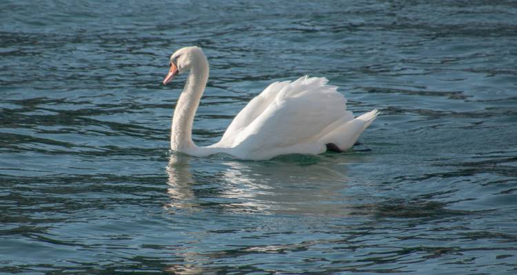 Un cygne nageant sur un lac réfléchissant.