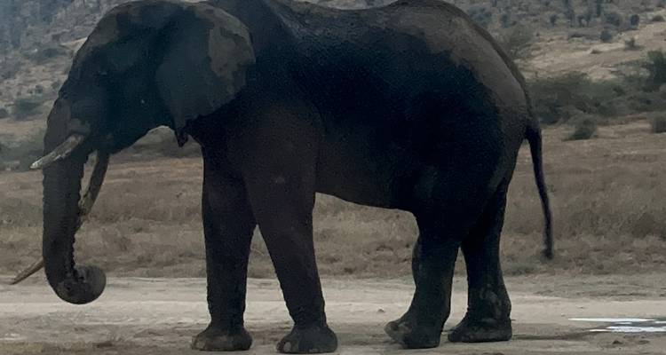 Elephant standing alone in the grassland