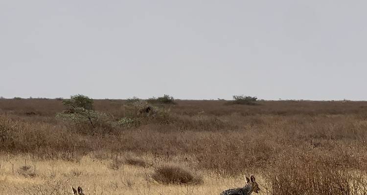 Sparse bushland with cloudy sky