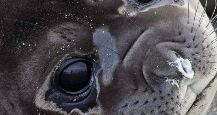 Extreme close-up of a seal’s face with dark eyes and whiskers, sand grains visible on the fur.