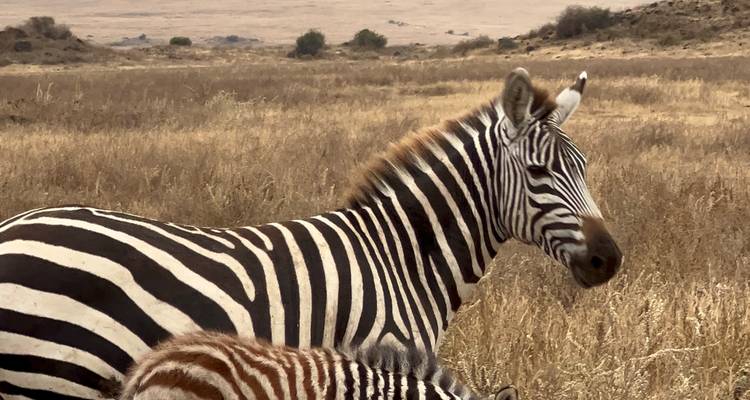 Ein Zebra mit einem jungen Fohlen, das in einem trockenen Grasland steht.