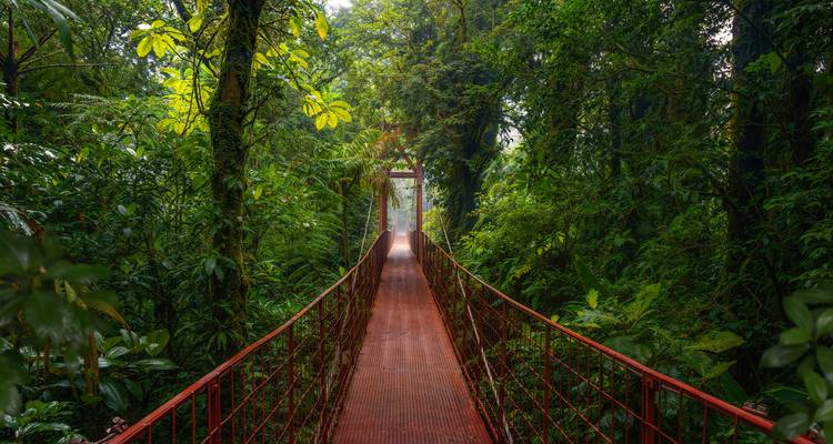 Hängebrücke in einem üppigen Regenwald