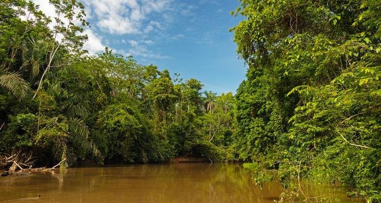 Fluss umgeben von dichtem grünen Dschungel