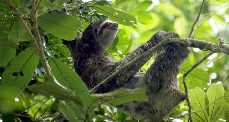 Primer plano de un perezoso en una rama de árbol en la selva