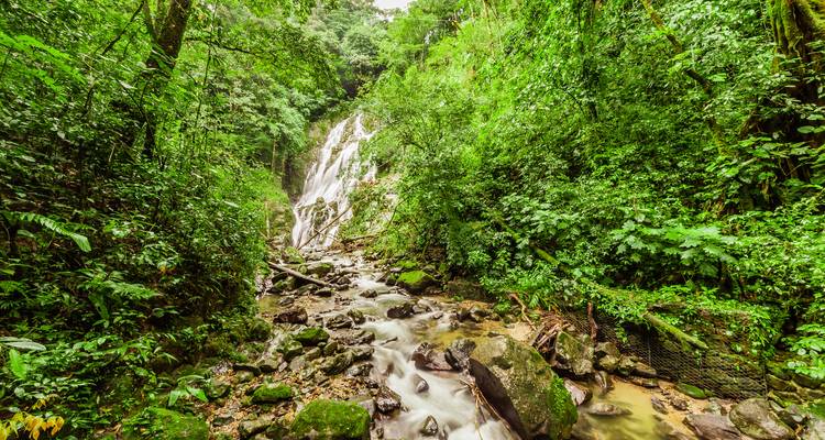 Cascada pintoresca en un bosque frondoso