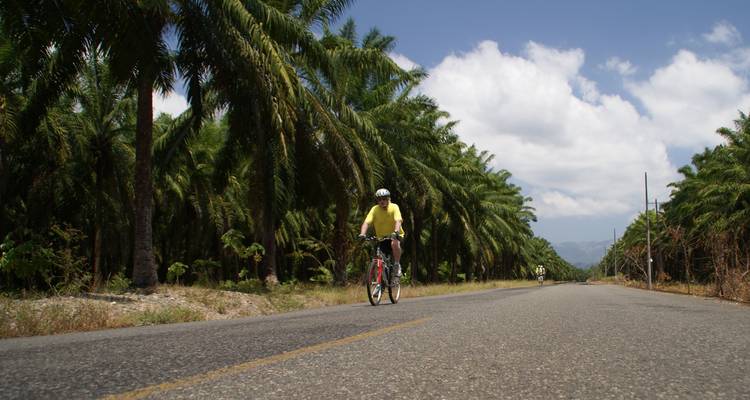 Cycliste roulant sur une route bordée de palmiers.