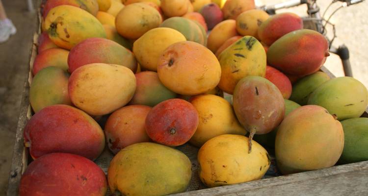 Gros plan sur des mangues colorées empilées sur un marché.