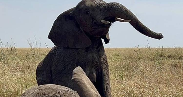 Olifant speels in de modder.