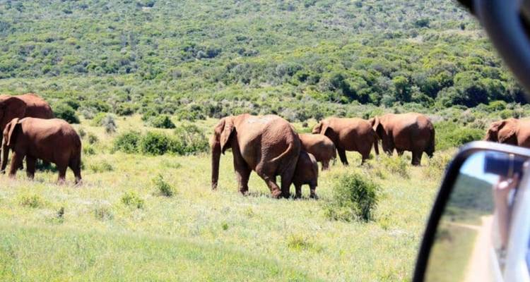 Herd of African elephants grazing on green savannah viewed from a safari vehicle window.