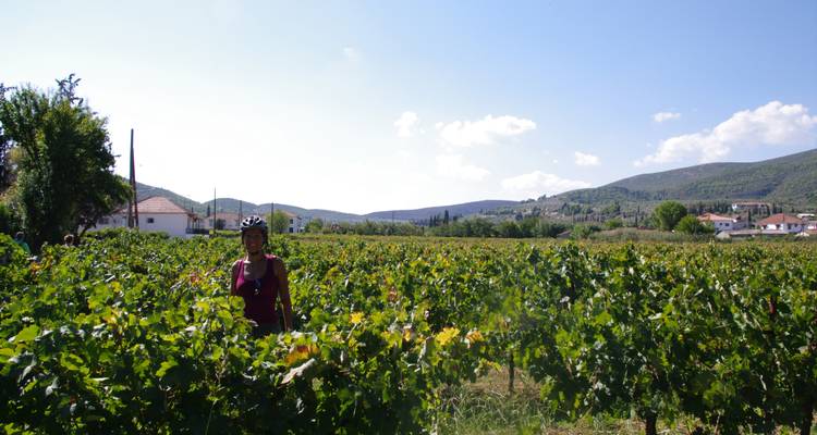 Personne dans un vignoble avec des montagnes en arrière-plan.