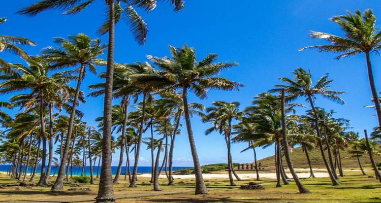Palmiers sur une plage avec un ciel bleu clair.