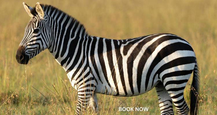Una cebra de pie con una marca de agua en la parte inferior.