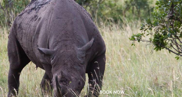 Rinoceronte pastando con una marca de agua visible.