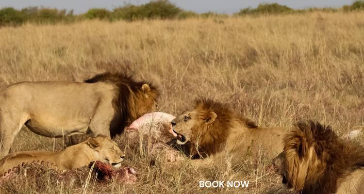 Leones devorando presa en la sabana con una marca de agua.