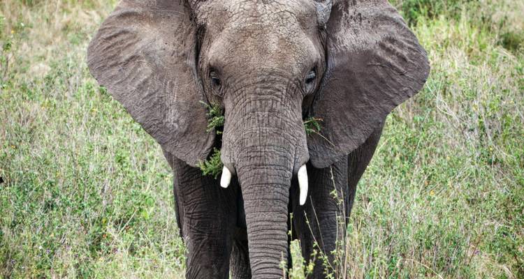 Elefante en primer plano con colmillos comiendo vegetación.