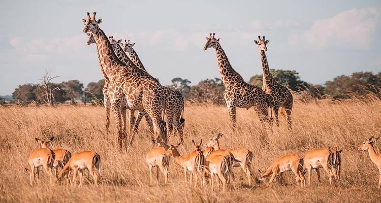 Eine Herde Giraffen und Antilopen in einer grasbewachsenen Savanne.