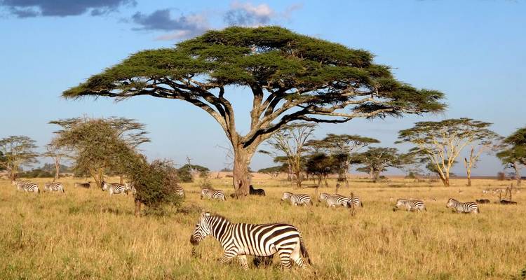 Mehrere Zebras in der Nähe von Akazienbäumen in einer grasbewachsenen Ebene.