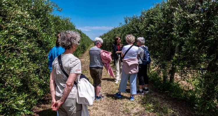 Les voyageurs âgés marchent entre de hauts brise-vent d'oliviers pendant une visite de verger par une journée ensoleillée.
