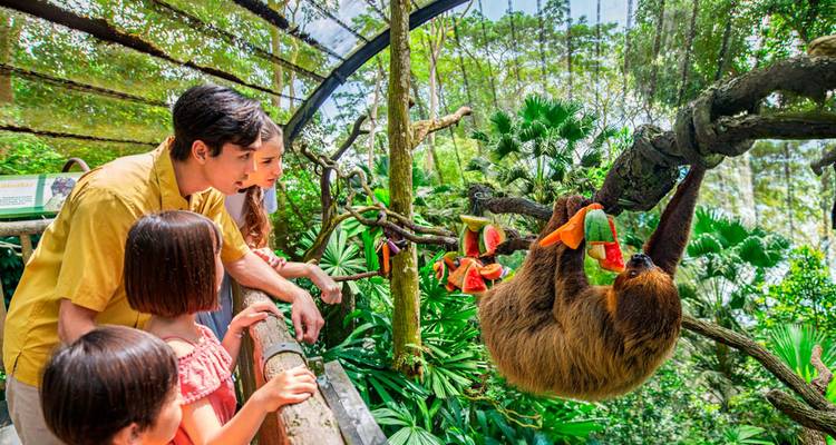 Familia observando un perezoso en un hábitat exuberante.