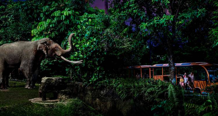 Safari nocturno con un elefante cerca de un vehículo safari.