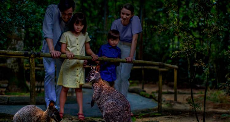 Familia observando canguros en una zona boscosa.