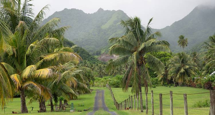 Sendero verde y exuberante bordeado de palmeras que conduce hacia las montañas.